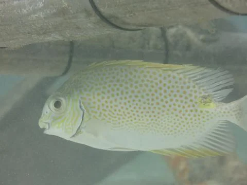 Fish found at artificial reef area at Malaysia Stock Photos