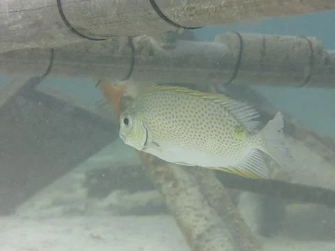 Fish found at artificial reef area at Malaysia Stock Photos