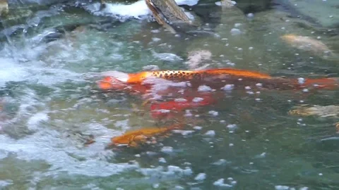 Fish in the fountain. Video stock 75544739