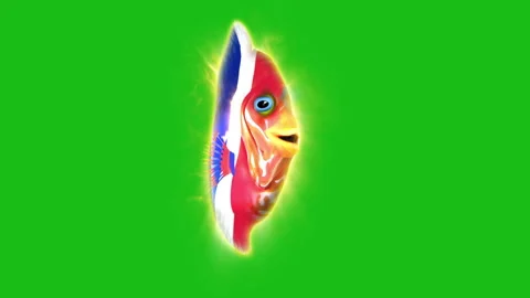 Fish fr footage Stock Footage 259844409