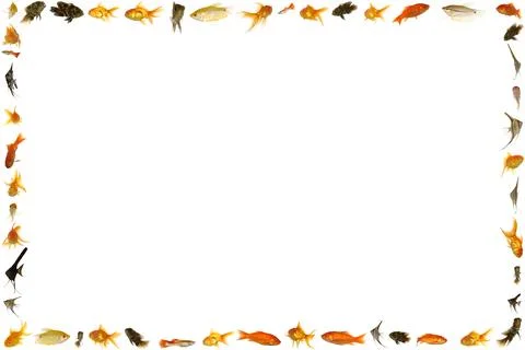 Fish frame isolated on white background Stock Photos