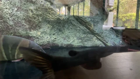 Fish on free aquarium Stock Footage 235442080
