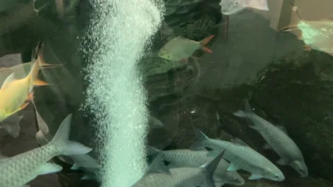 Fish on free aquarium Stock Footage 235442089