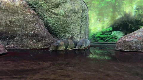 Fish on free aquarium Stock Footage 235442093