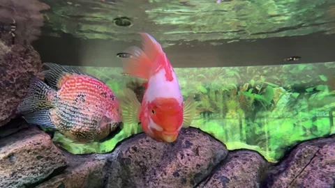 Fish on free aquarium Stock Footage 235442152