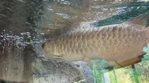 Fish on free aquarium Stock Footage 235442202