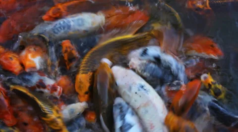 Fish Frenzy Video stock 34264348