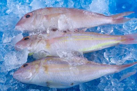 Fish fresh Stock Photos