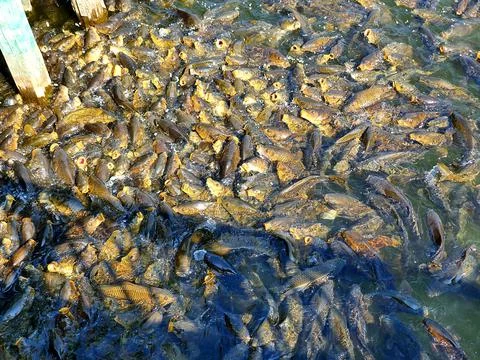 Fish fresh Stock Photos