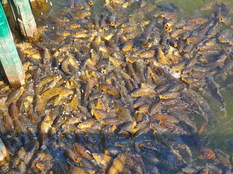 Fish fresh Stock Photos