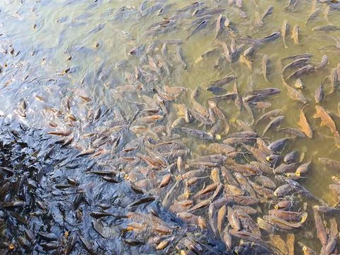 Fish fresh Stock Photos