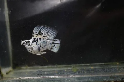 Fish freshwater Stock Photos