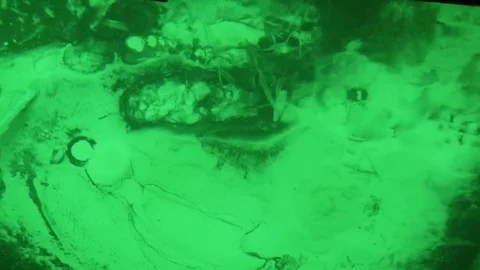 Fish in freshwater spring Stock Footage 73060971