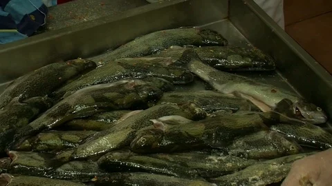 Fish fried in a frying pan until golden brown,Pieces of fresh fish are fried in  Stock Footage 90232702