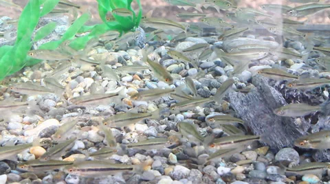 Fish fry 動画素材 36496557