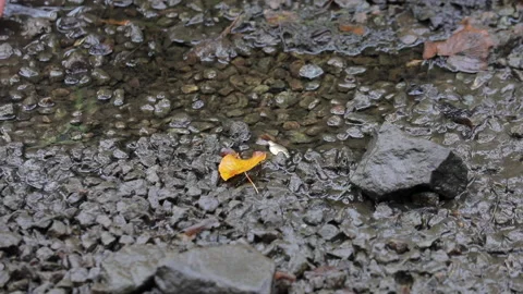 Fish fry 動画素材 147480915