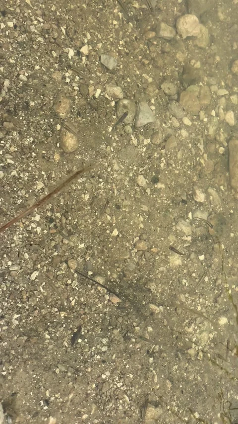 Fish fry Stock Footage 181966505