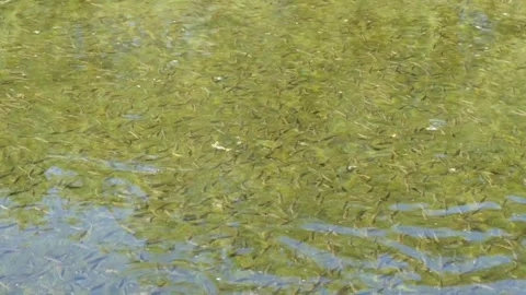 Fish fry in the pond Video stock 294124228