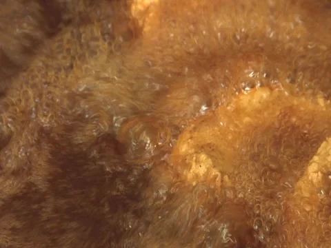 Fish FryingCloseup Video stock 2310694