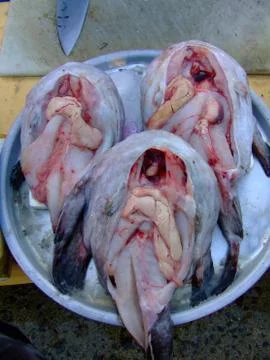 Fish Fugue Stock Photos