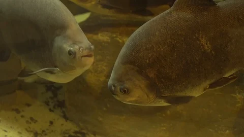 Fish fun Stock Footage 99499265