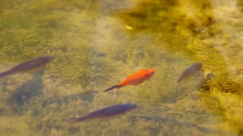 Fish in the garden pond Stock Footage 36182203