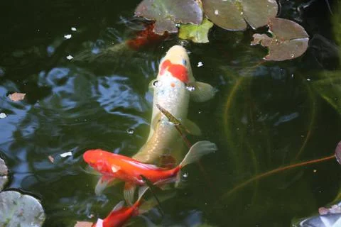 Fish in garden pond Stock Photos