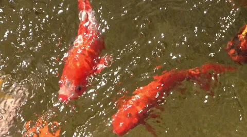 Fish gasping at the water surface Vidéo 33231138