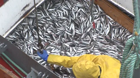Fish gathered in net Stock Footage 47324707