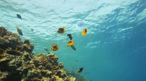 Fish gathered at the reef and feeding on jelly fish Stock Footage 22639092
