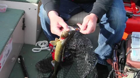 Fish gets released Stock Footage 51731326