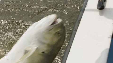 Fish getting pulled out of water with fishing hook stuck in mouth in Tortuguero Stock Footage 141251838