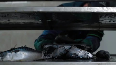 Fish getting put onto the transporter at modern Fish factory. Fish Farm factory Stock Footage 121027265