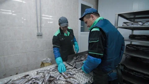 Fish getting put onto the transporter at modern Fish factory. Fish Farm factory Stock Footage 125829175