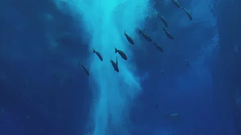 Fish in the gigantic aquarium Stock Footage 155703368