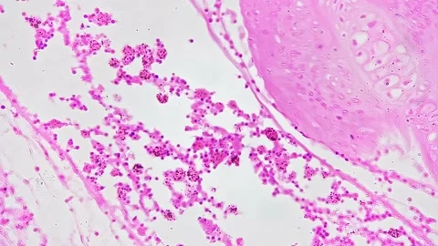 Fish gill in cross section in isolated macro view filmed under microscope 200x Stock Footage 222559261