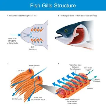 Fish Gills Stock Illustration