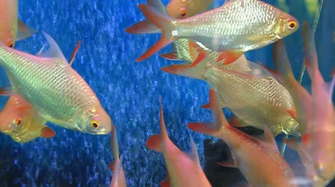 Fish in glass Stock Footage 39562649