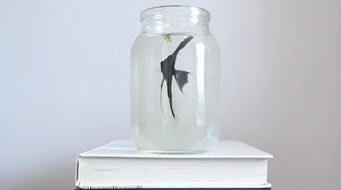 Fish in a glass jar Stock Footage 27899436