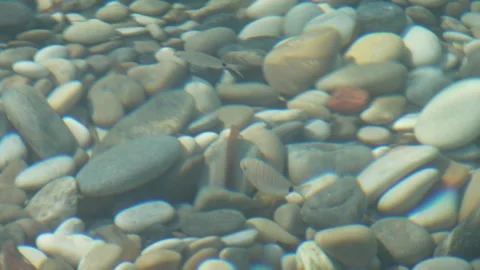 Fish Gliding Through Crystal Clear Water Stock Footage 329476928