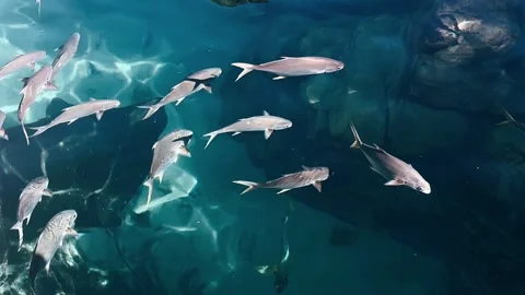 Fish Gliding Through the Ocean – Underwater Beauty Stock Footage 295665782