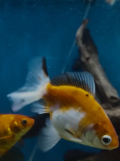 A Fish in Gloomy Scene Stock Footage 284333947