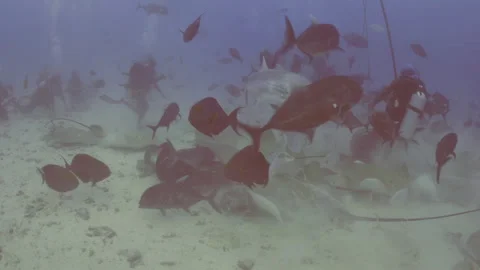FISH GO CRAZY DURING CHUM FEEDING IN MALDIVES Stock Footage 308834751