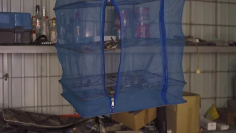 Fish gobies dried in the grid Stock Footage 107986645