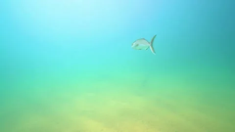 A Fish Goes Underwater Stock Footage 145001595