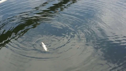 Fish going bad 動画素材 81139070