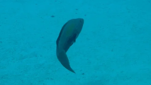 Fish is Going on the Deep Sea Floor Stock Footage 124086894