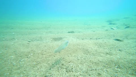 Fish is Going on the Ocean Floor Stock Footage 143414939