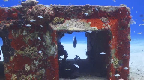 Fish going through tunnel Видео 1080753
