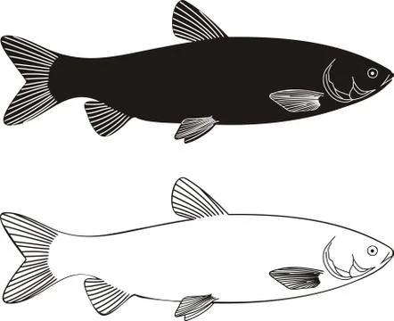 Fish - Grass carp Stock Illustration